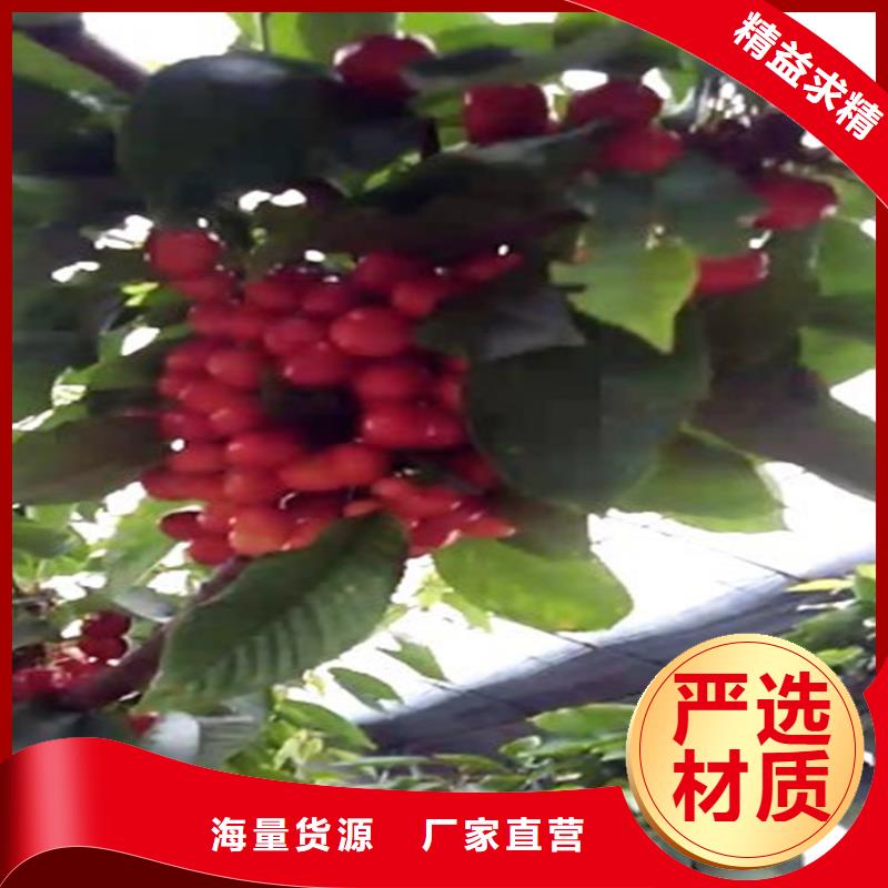 大樱桃苗批发价格