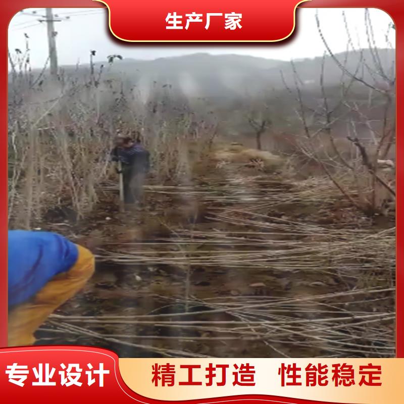 大樱桃苗批发价格