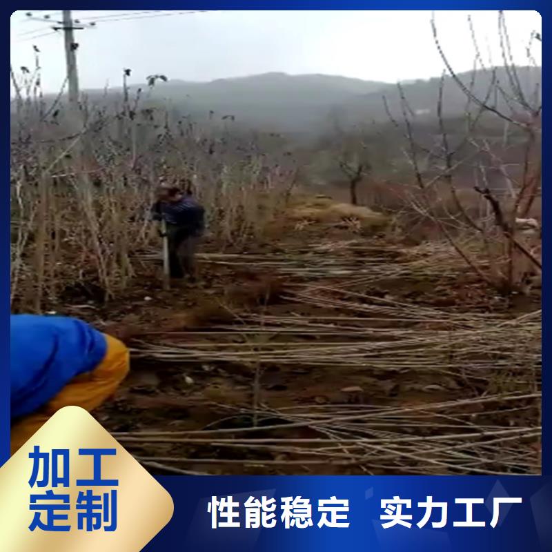 大樱桃苗批发价格