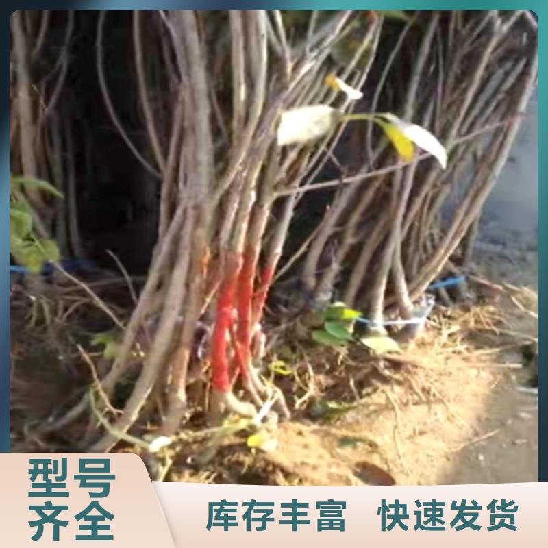 大樱桃苗批发价格