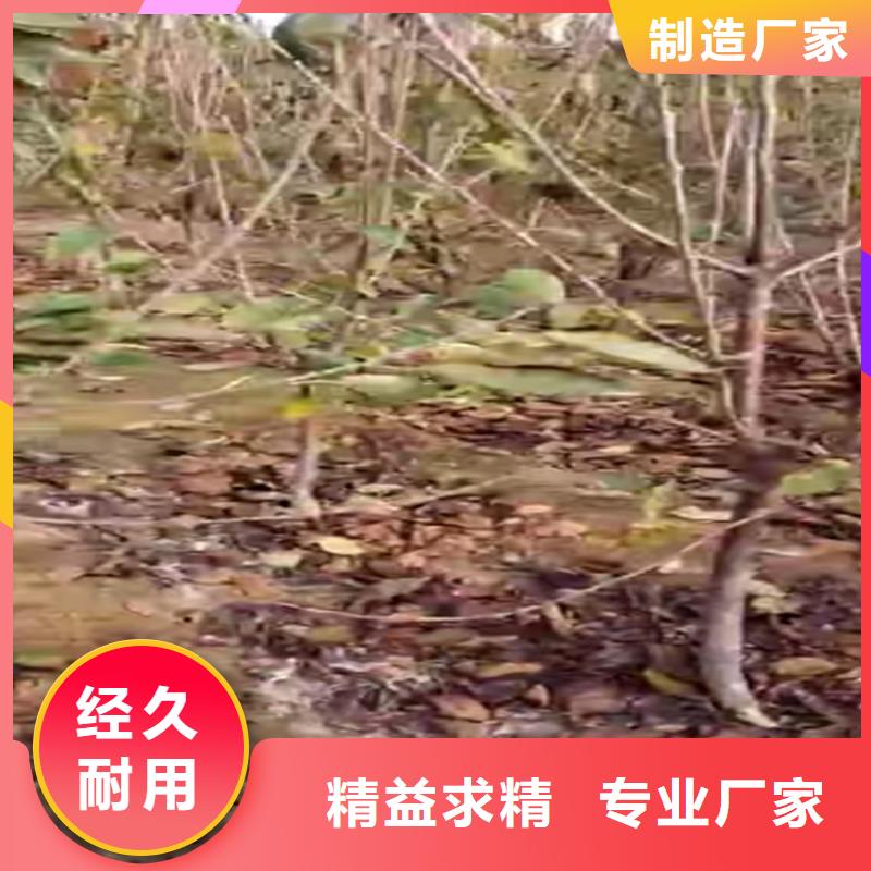 大樱桃苗批发价格