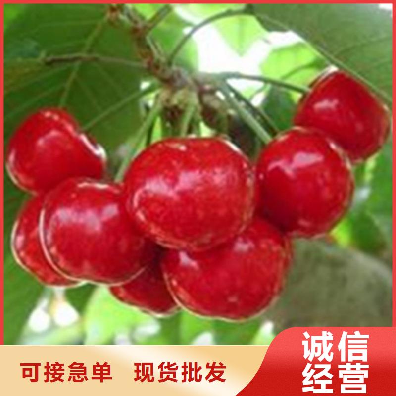 大樱桃苗批发价格