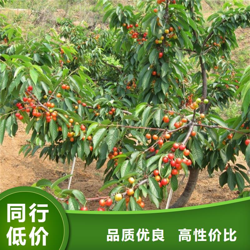 大樱桃苗批发价格