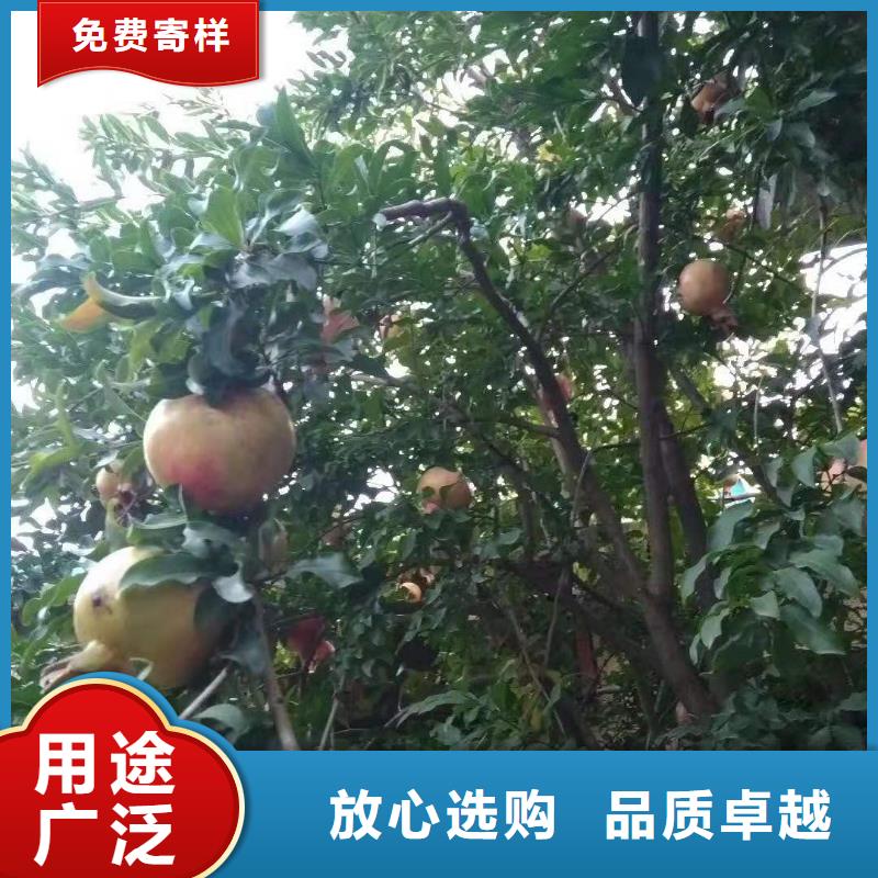 甜籽石榴树苗怎么卖/轩园园艺场