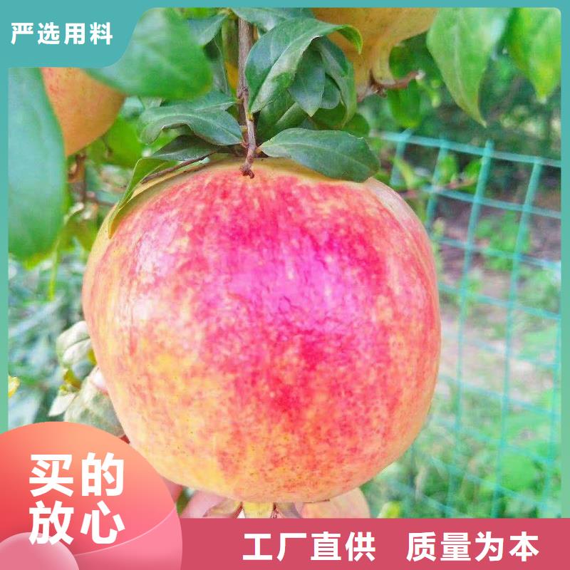 石榴石榴树苗满足您多种采购需求