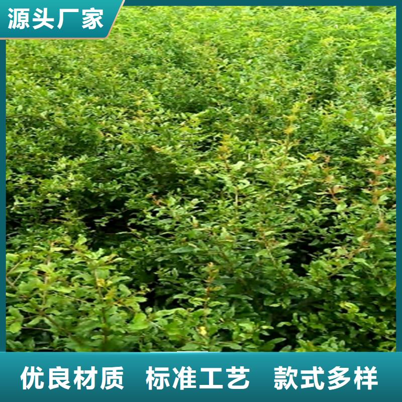 石榴梨树苗厂家直销