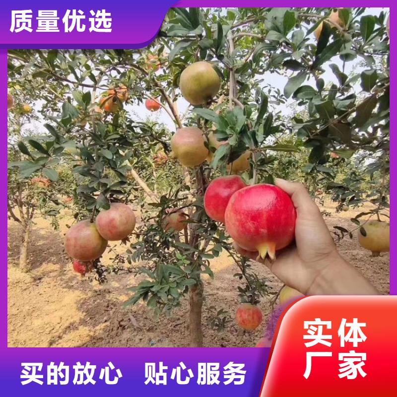 软籽石榴树苗成活率高