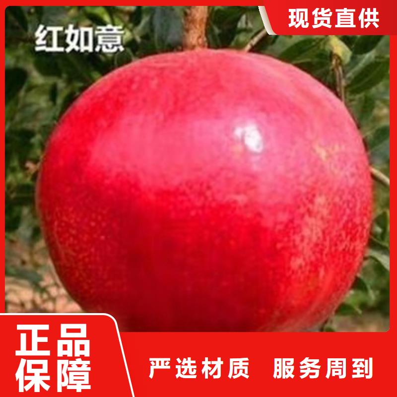 石榴梨树苗厂家直销