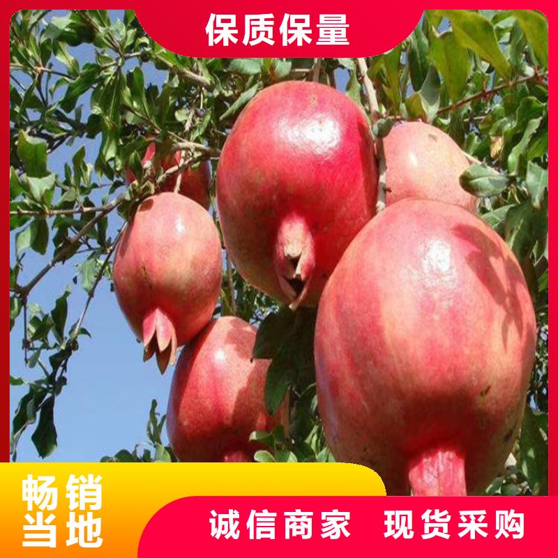 软籽石榴树苗成活率高