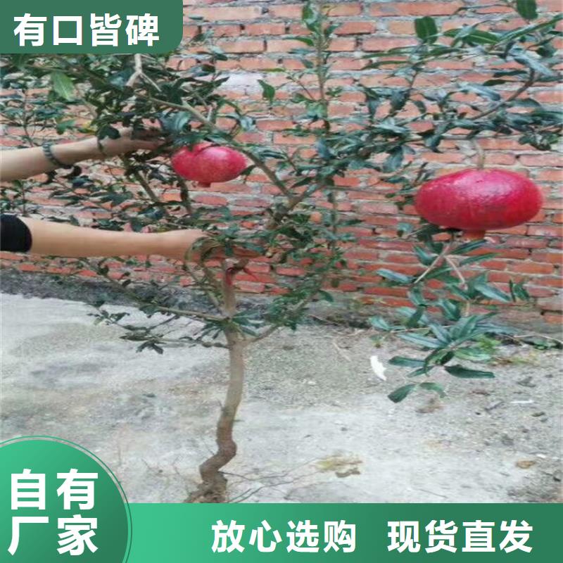 石榴梨树苗厂家直销