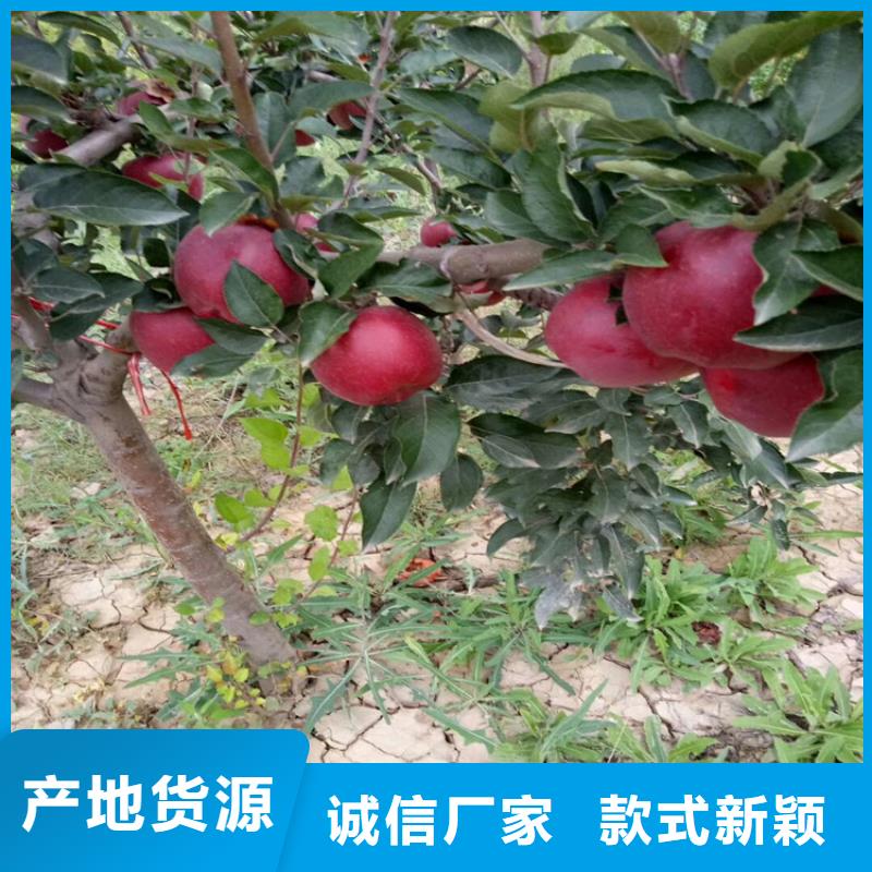 石榴石榴树苗满足您多种采购需求