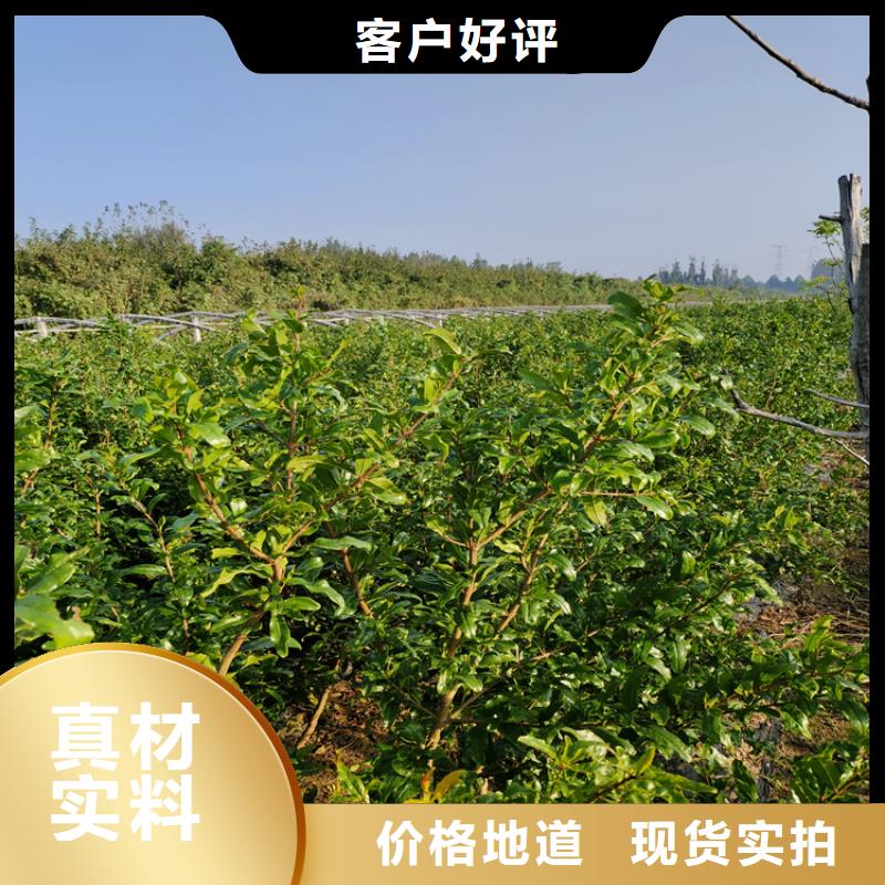 软籽石榴苗适合种植地区
