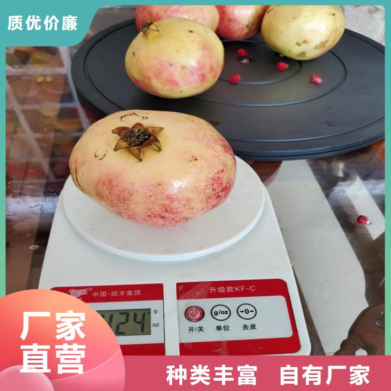 软籽石榴苗适合种植地区