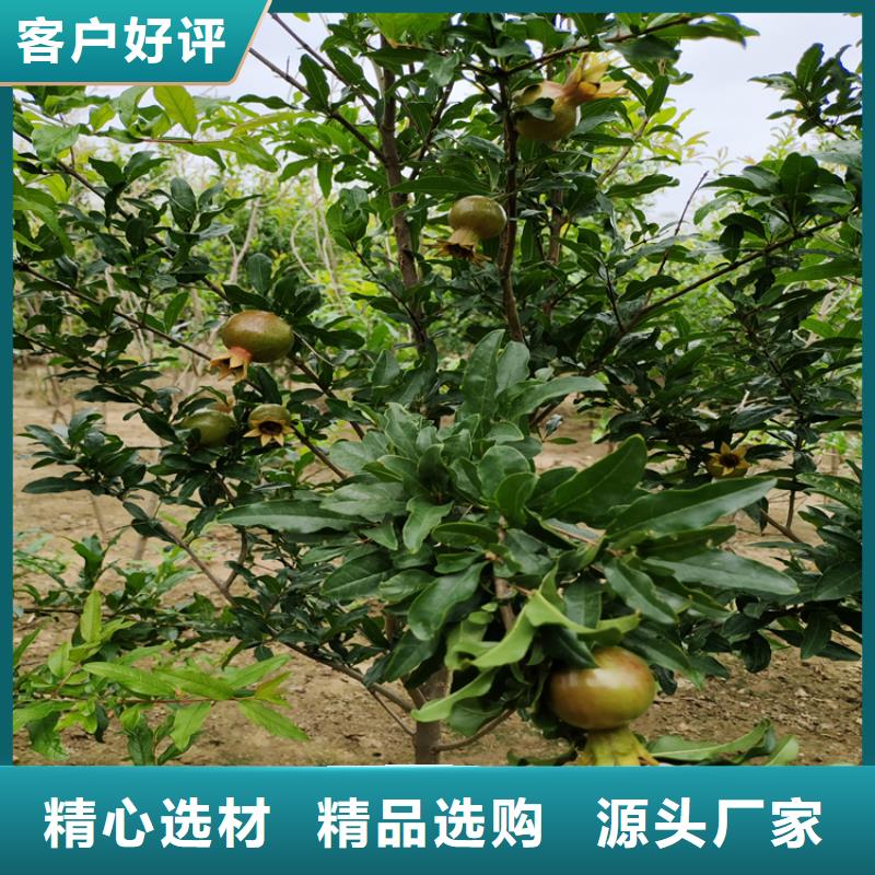 石榴石榴树苗满足您多种采购需求