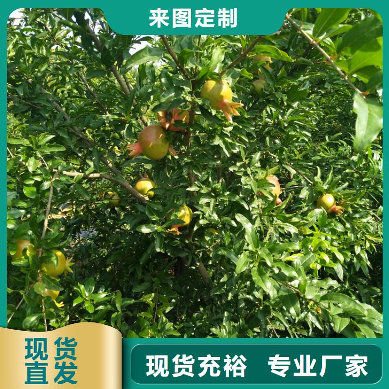 甜籽石榴树苗怎么卖/轩园园艺场