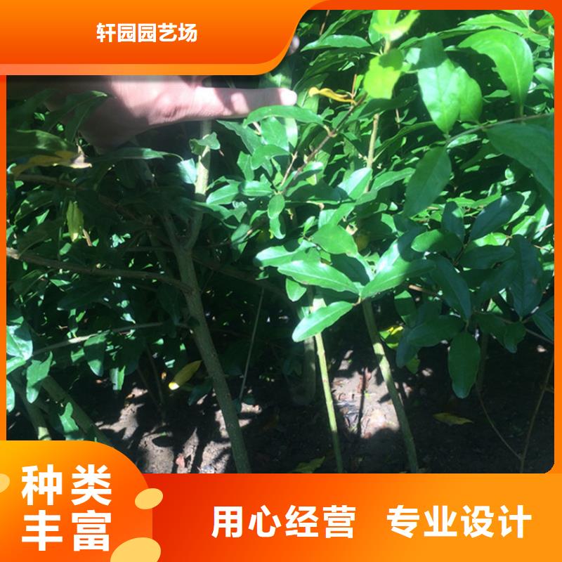 甜籽石榴树苗怎么卖/轩园园艺场