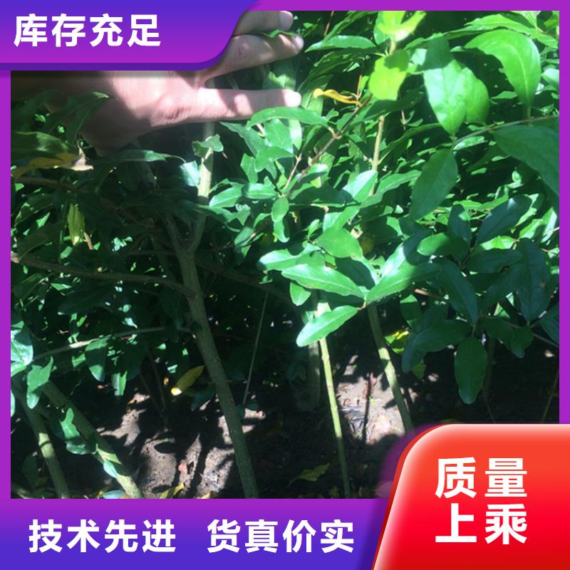 软籽石榴树苗成活率高