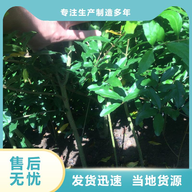 石榴梨树苗厂家直销