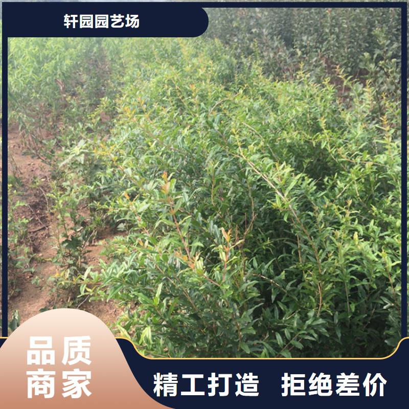 石榴石榴树苗满足您多种采购需求