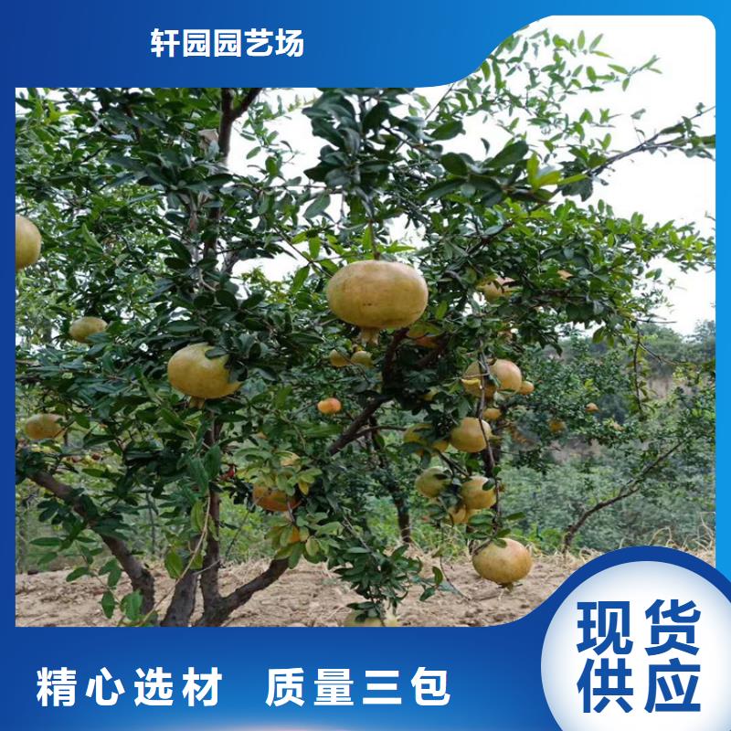 石榴石榴树苗满足您多种采购需求