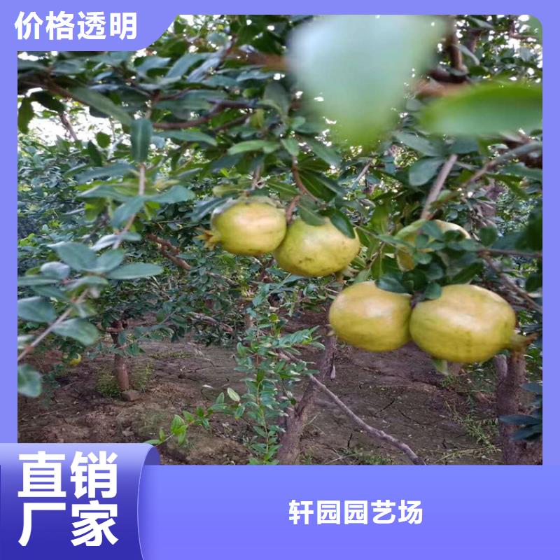 石榴石榴树苗满足您多种采购需求