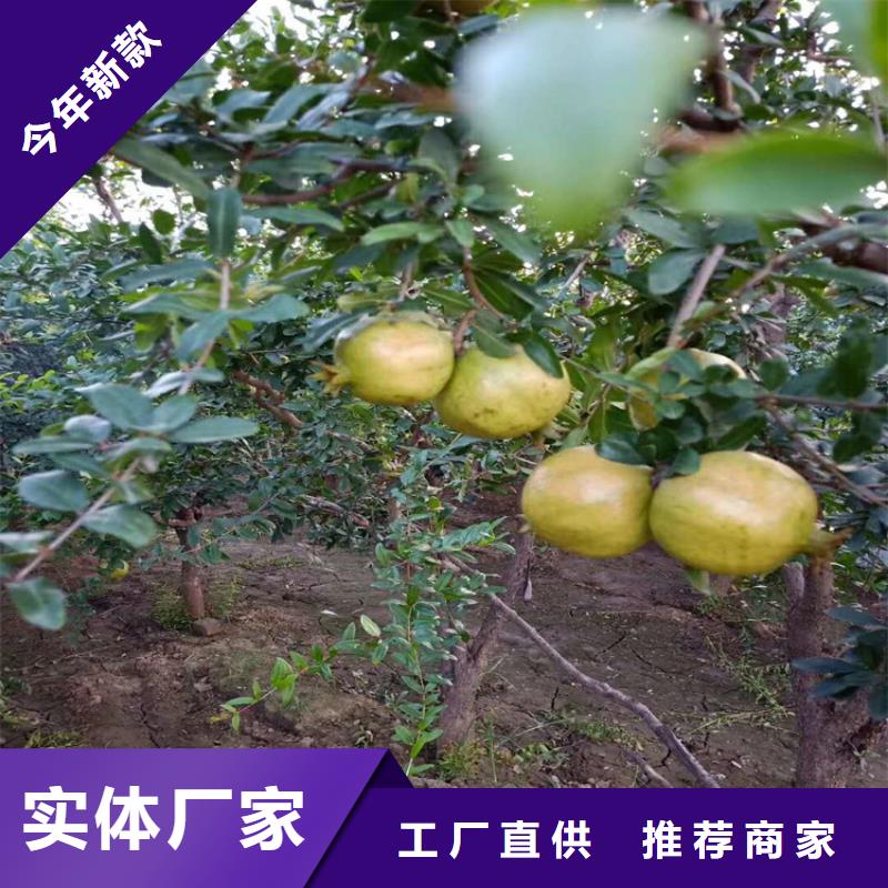 甜籽石榴树苗怎么卖/轩园园艺场