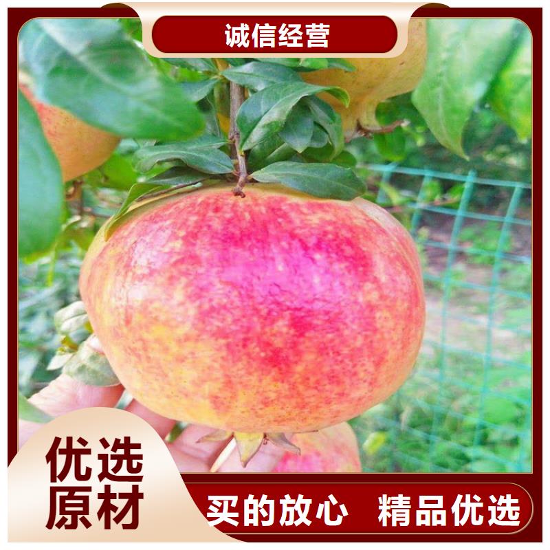 软籽石榴苗适合种植地区