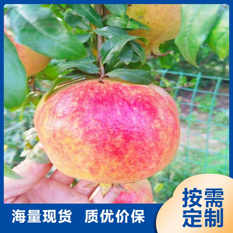 甜籽石榴树苗怎么卖/轩园园艺场