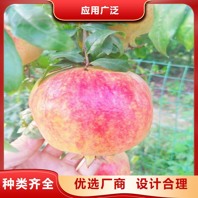 石榴梨树苗厂家直销