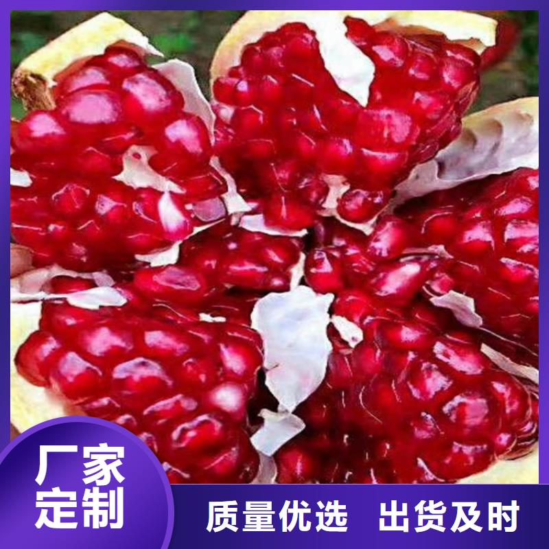 石榴石榴树苗满足您多种采购需求