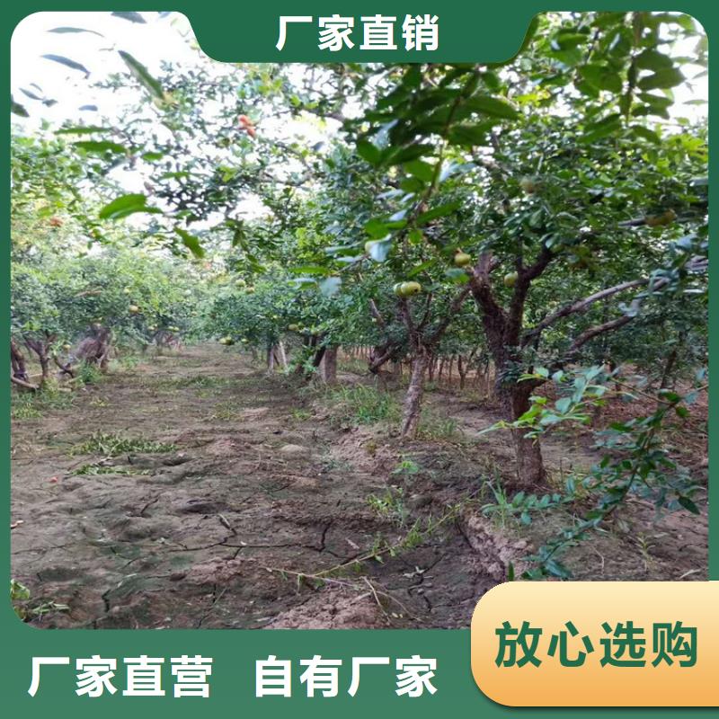 石榴石榴树苗满足您多种采购需求