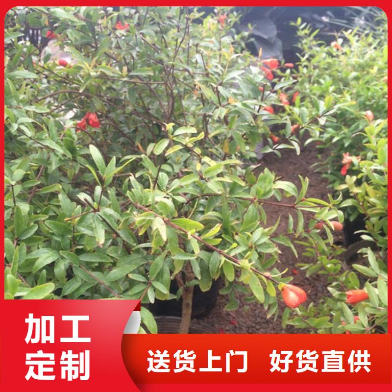 软籽石榴苗适合种植地区