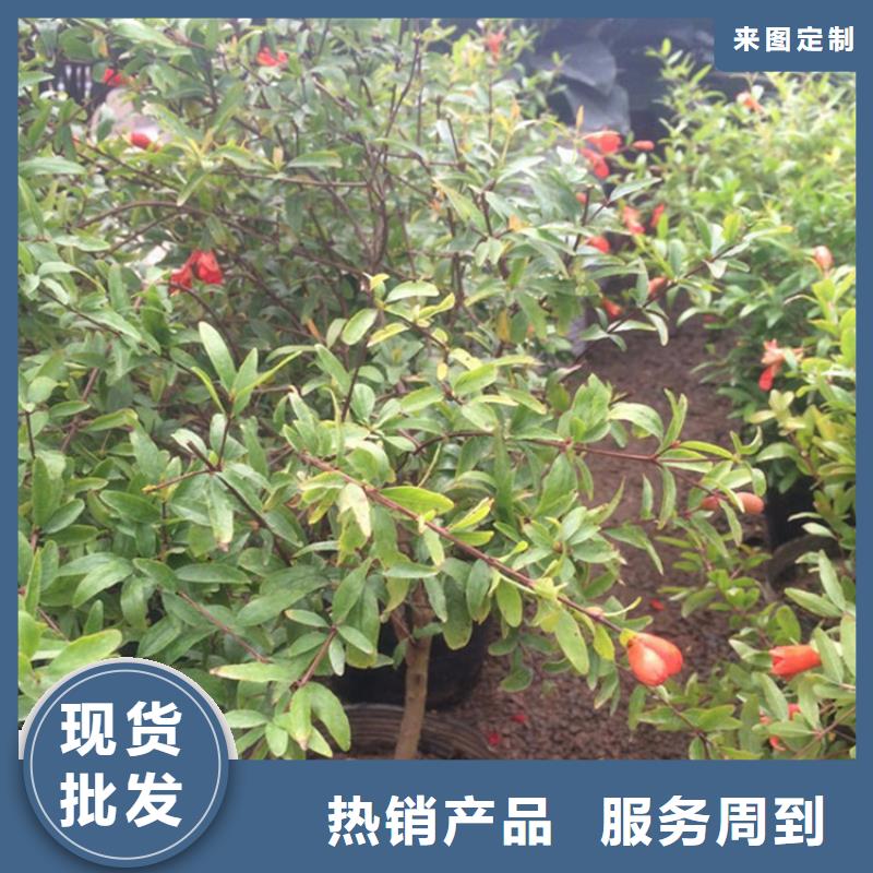 甜籽石榴树苗怎么卖/轩园园艺场