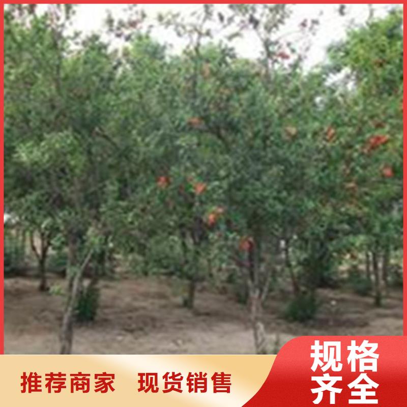 软籽石榴苗适合种植地区