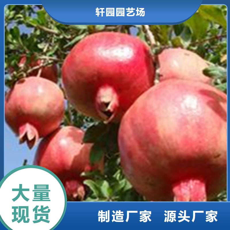 软籽石榴苗适合种植地区