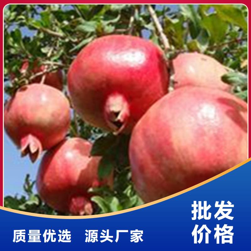 石榴石榴树苗满足您多种采购需求