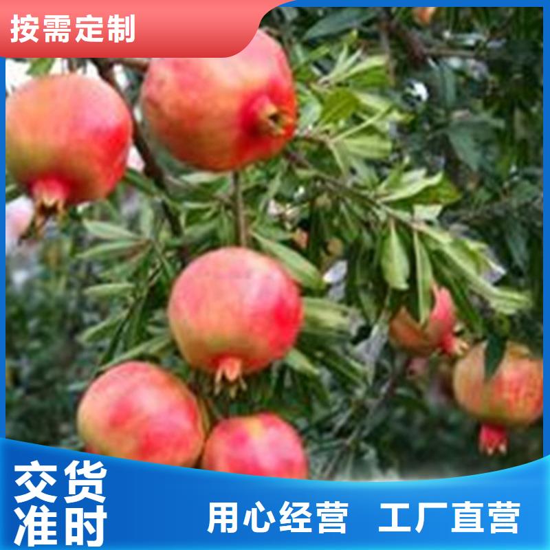 甜籽石榴树苗怎么卖/轩园园艺场