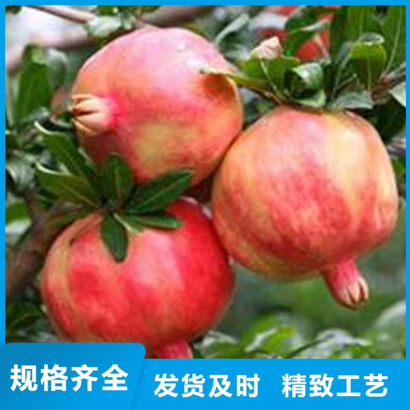 甜籽石榴树苗怎么卖/轩园园艺场