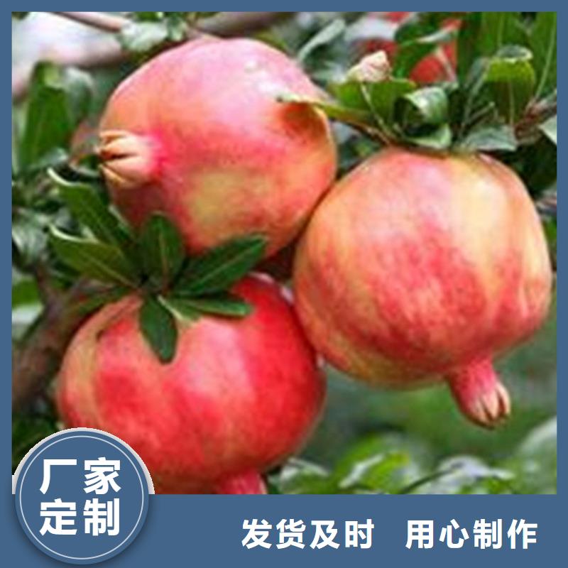 石榴石榴树苗满足您多种采购需求