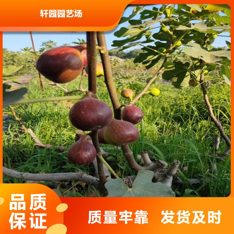 无花果奶油草莓细节严格凸显品质