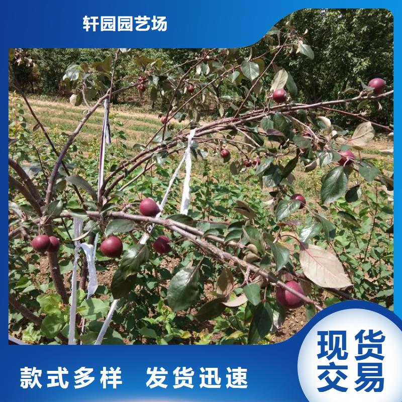 【苹果】-樱桃苗品类齐全-轩园园艺场(攀枝花市分公司)
