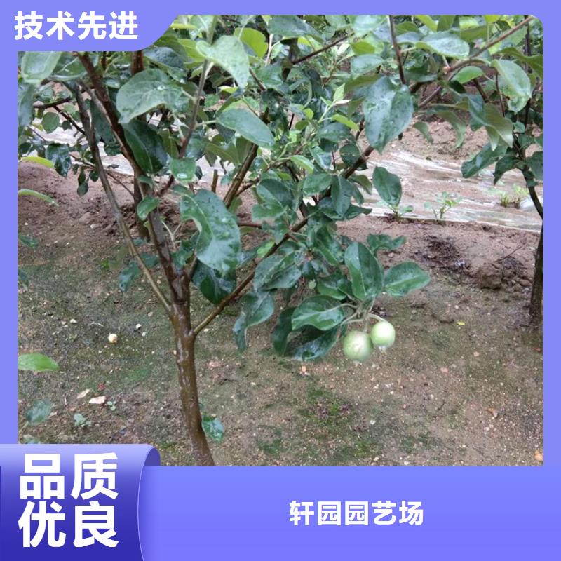 苹果_苹果苗拥有多家成功案例