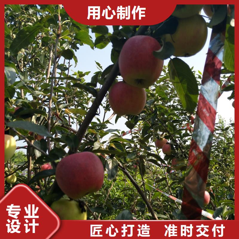 【苹果】-樱桃苗品类齐全-轩园园艺场(攀枝花市分公司)