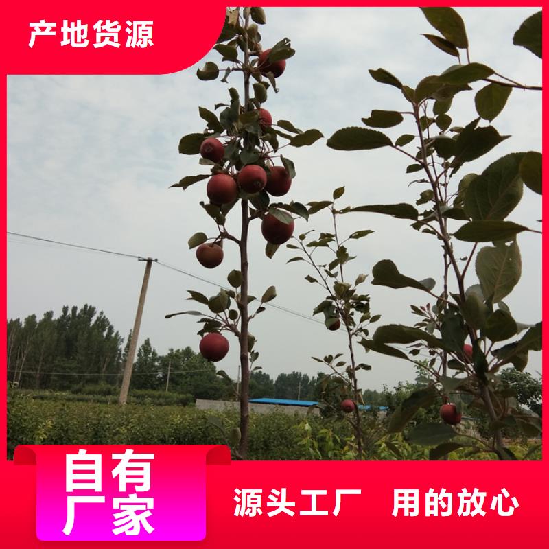 【苹果】-樱桃苗品类齐全-轩园园艺场(攀枝花市分公司)