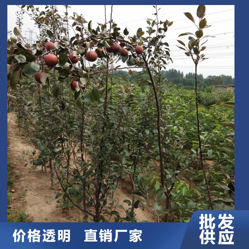 苹果_苹果苗拥有多家成功案例