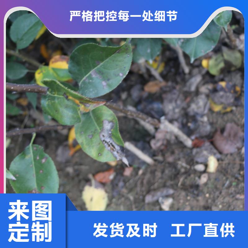 【苹果】-樱桃苗品类齐全-轩园园艺场(攀枝花市分公司)