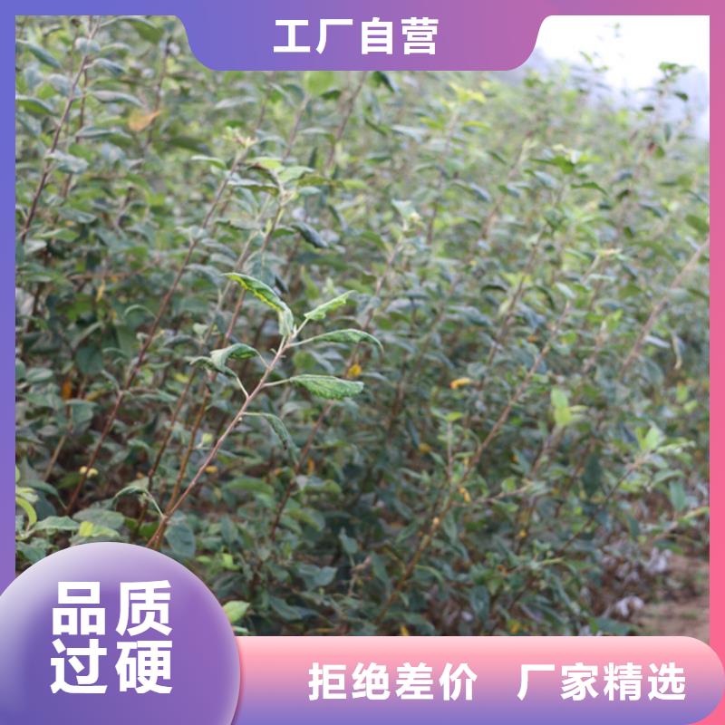 苹果_苹果苗拥有多家成功案例