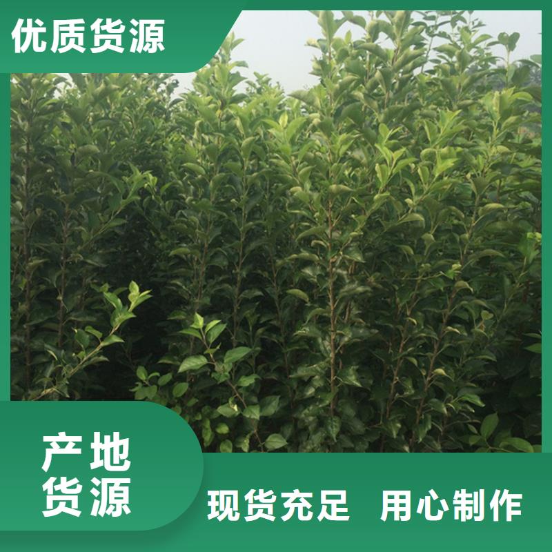 【苹果】-樱桃苗品类齐全-轩园园艺场(攀枝花市分公司)