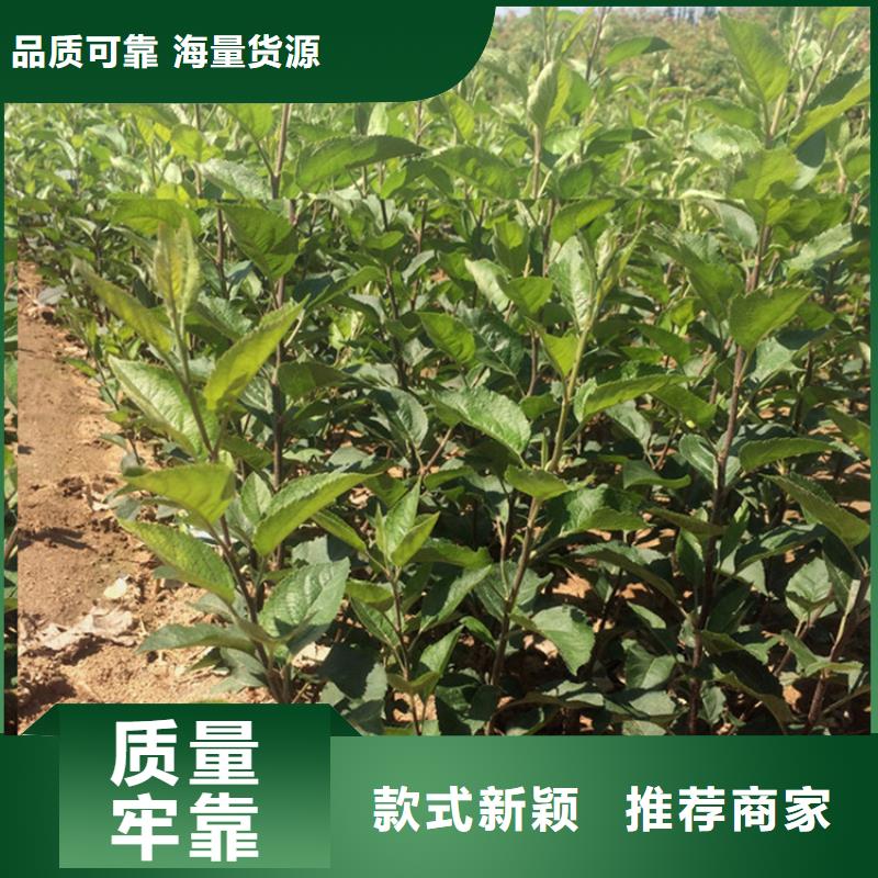 苹果_苹果苗拥有多家成功案例
