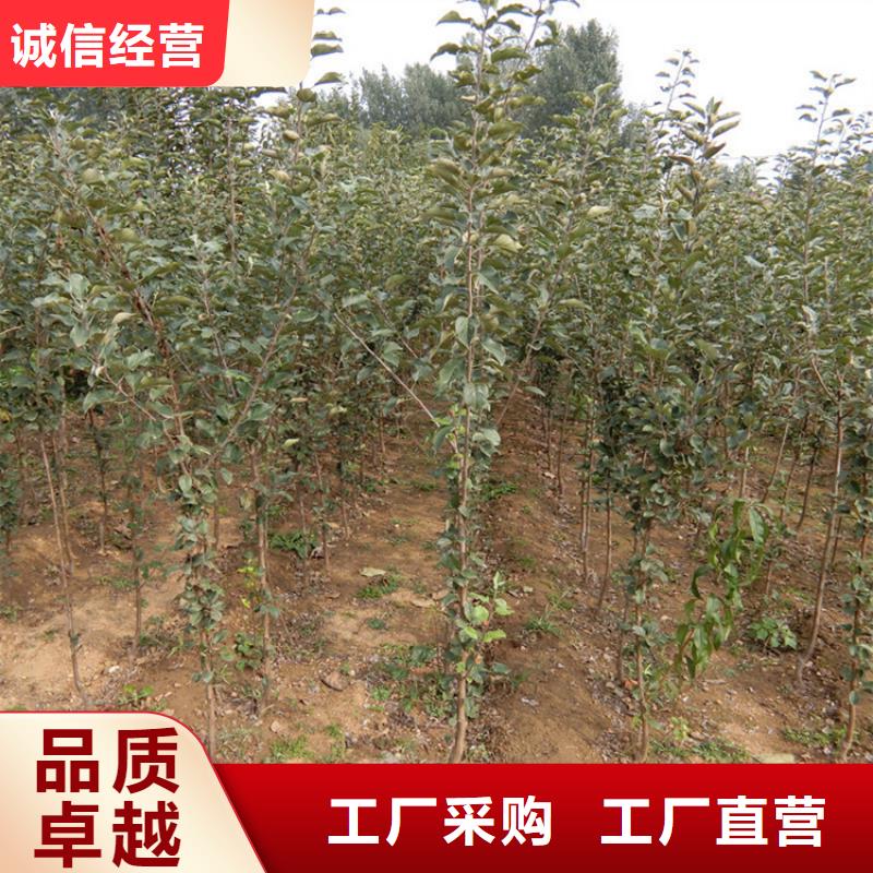 【苹果】-樱桃苗品类齐全-轩园园艺场(攀枝花市分公司)